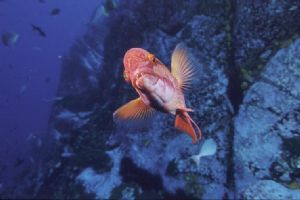 Hogfish, taken with Nikon F-100 in Sea&Sea housing, at th... by Andrew Wallace 